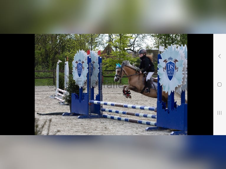 Welsh A (Mountainponny) Sto 10 år 114 cm Palomino in Minderhout