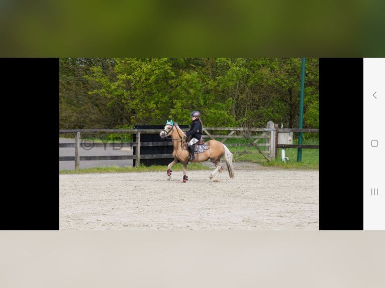 Welsh A (Mountainponny) Sto 10 år 114 cm Palomino in Minderhout