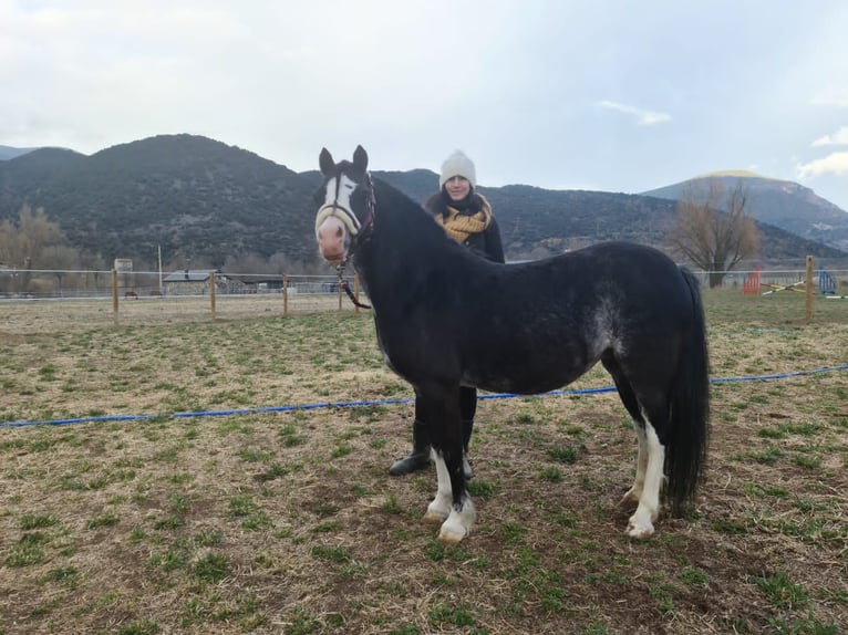 Welsh A (Mountainponny) Sto 10 år 121 cm Svart in Andorra