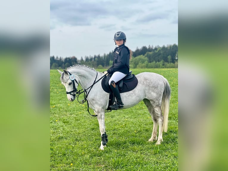 Welsh A (Mountainponny) Sto 10 år 135 cm Grå in Mladá Boleslav