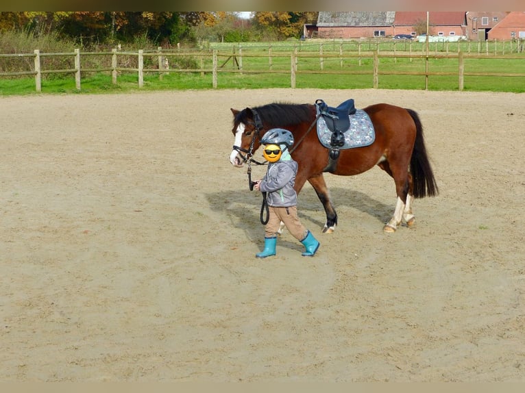 Welsh A (Mountainponny) Sto 13 år 118 cm Brun in AHalle