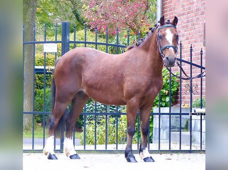 Welsh A (Mountainponny) Sto 15 år 119 cm Brun in Wielen