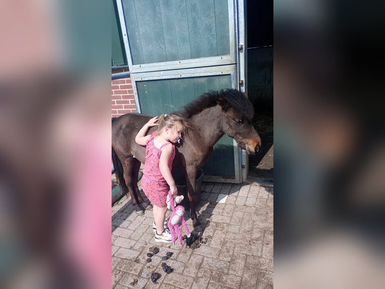 Welsh A (Mountainponny) Sto 1 år 110 cm Mörkbrun in Alblasserdam