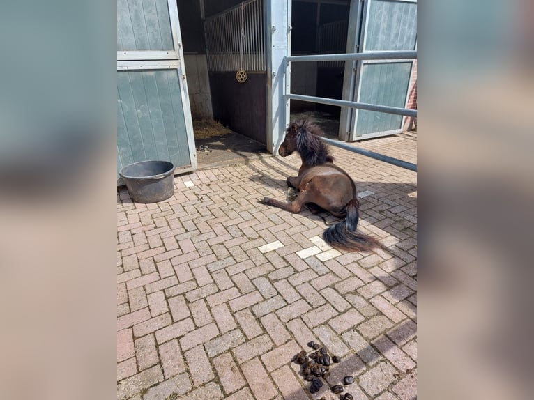 Welsh A (Mountainponny) Sto 1 år 110 cm Mörkbrun in Alblasserdam