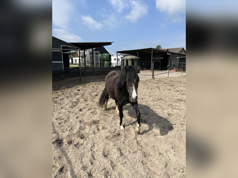 Welsh A (Mountainponny) Sto 2 år 115 cm Grå-mörk-brun in Oostvoorne