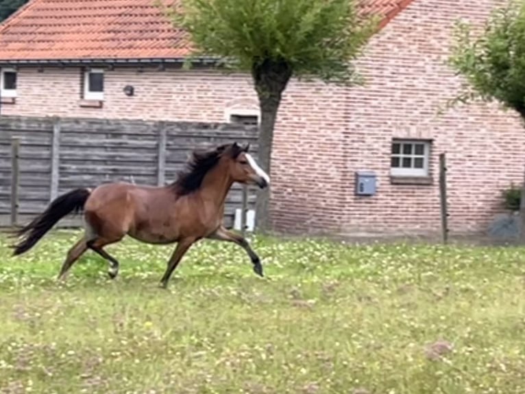 Welsh A (Mountainponny) Sto 2 år 117 cm Ljusbrun in Kampenhout