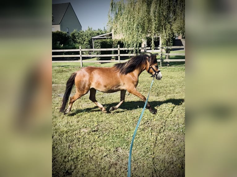 Welsh A (Mountainponny) Sto 2 år 117 cm Ljusbrun in Kampenhout