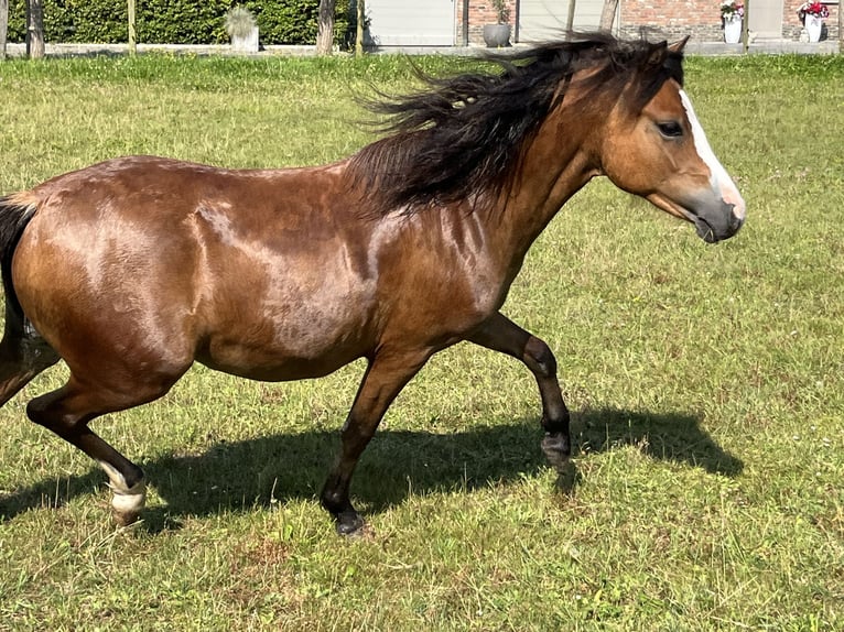 Welsh A (Mountainponny) Sto 2 år 117 cm Ljusbrun in Kampenhout