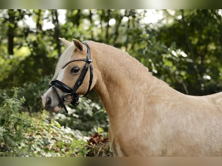 Welsh A (Mountainponny) Sto 2 år 118 cm Palomino in Aalten