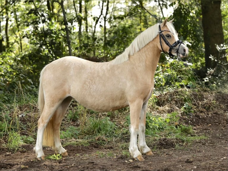 Welsh A (Mountainponny) Sto 2 år 118 cm Palomino in Aalten