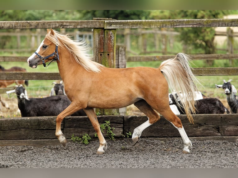 Welsh A (Mountainponny) Sto 3 år 118 cm fux in Meerbusch