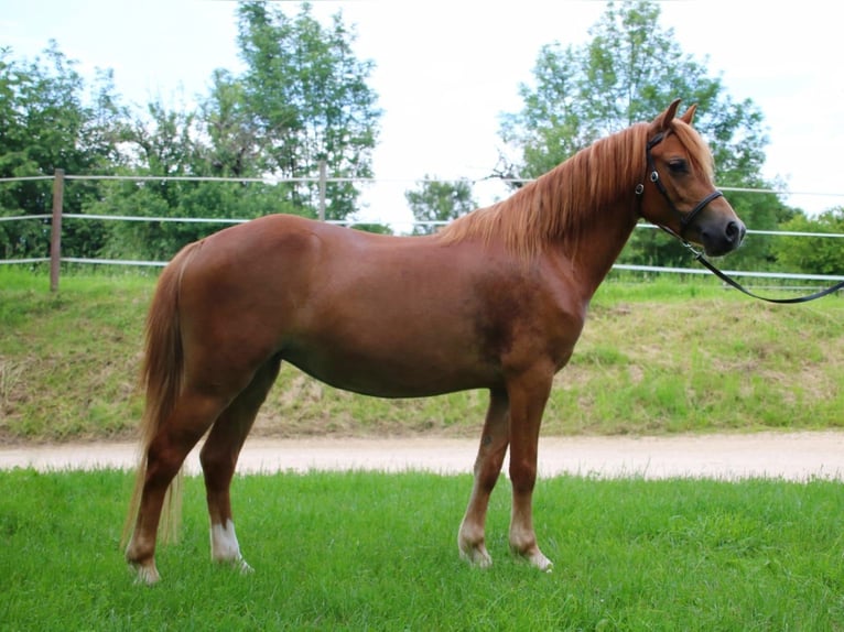 Welsh A (Mountainponny) Sto 3 år 122 cm fux in Neuffen