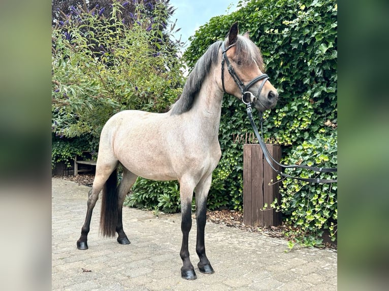 Welsh A (Mountainponny) Sto 3 år 125 cm Grå in Goch