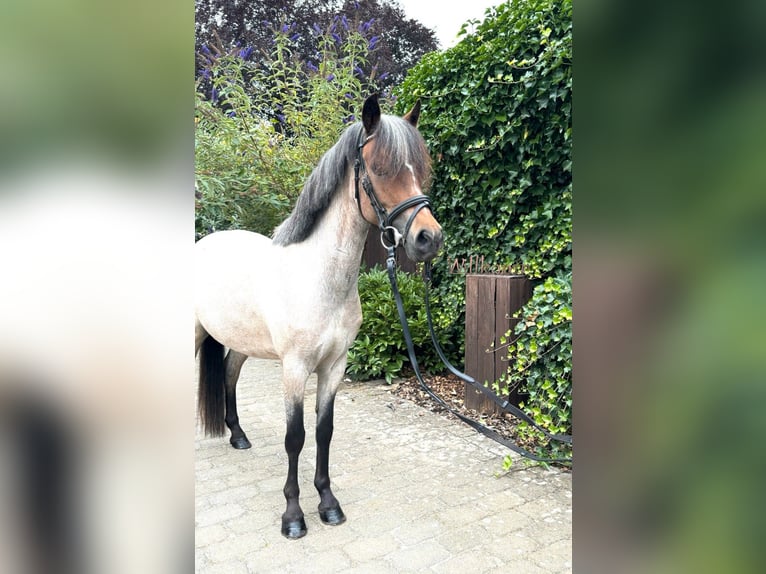 Welsh A (Mountainponny) Sto 3 år 125 cm Grå in Goch