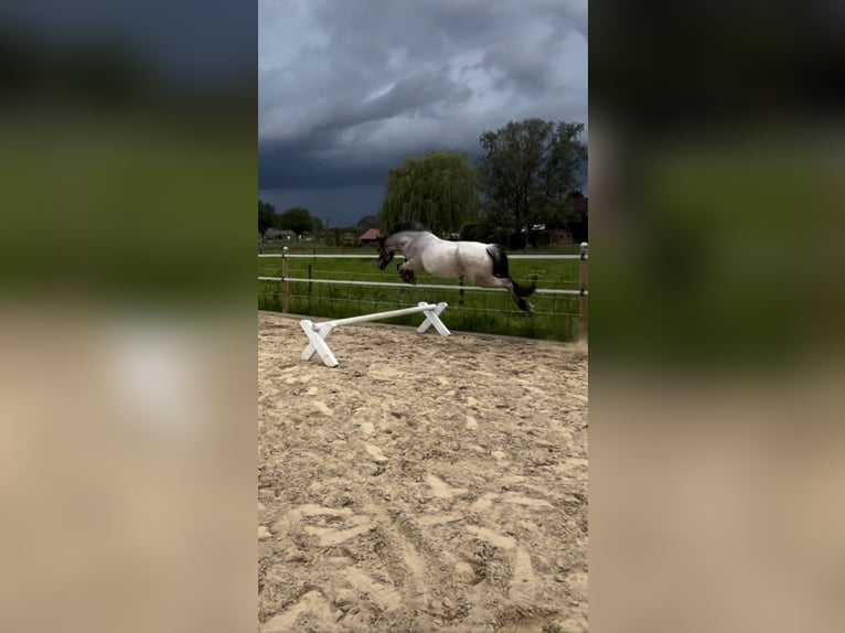 Welsh A (Mountainponny) Sto 3 år 125 cm Grå in Goch