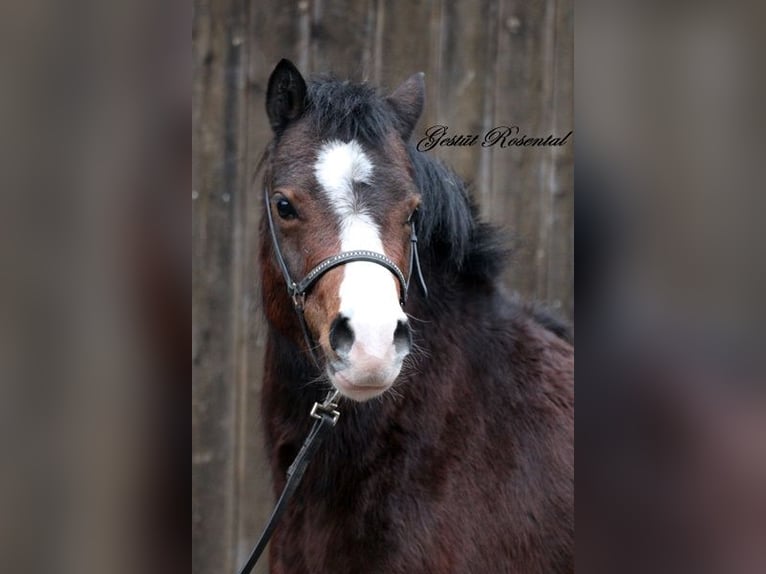 Welsh A (Mountainponny) Sto 3 år 128 cm Brun in Neumünster