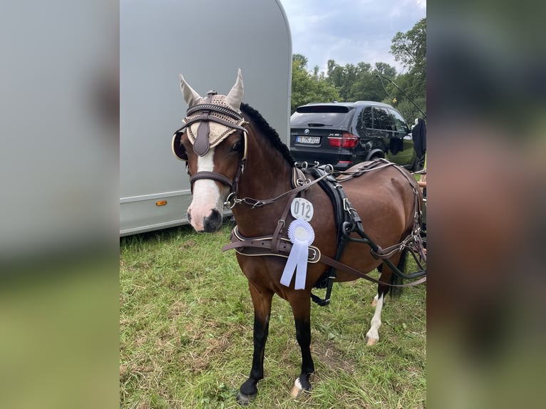 Welsh A (Mountainponny) Sto 4 år 115 cm Brun in Ibbenbüren