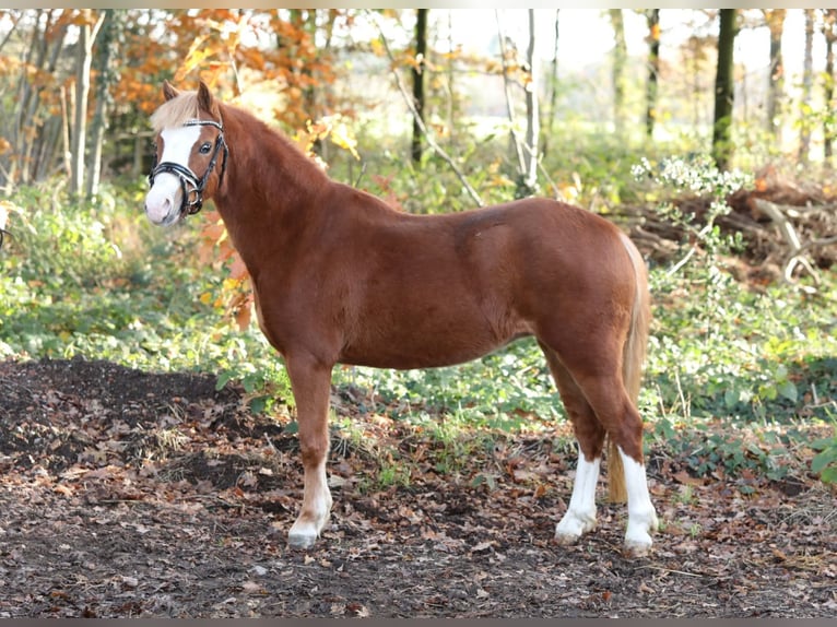 Welsh A (Mountainponny) Sto 4 år 116 cm fux in Aalten