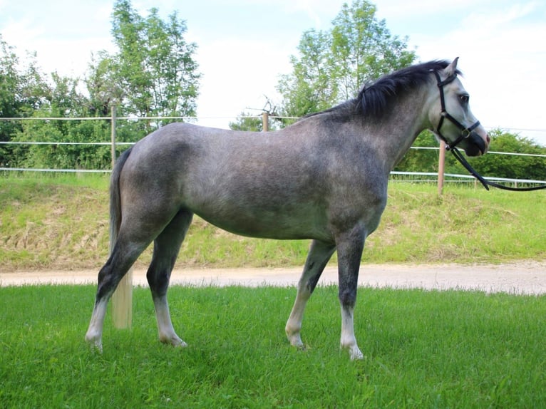 Welsh A (Mountainponny) Sto 4 år 119 cm Grå in Neuffen