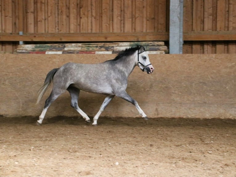 Welsh A (Mountainponny) Sto 4 år 119 cm Grå in Neuffen