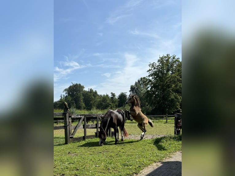 Welsh A (Mountainponny) Sto 4 år Rökfärgad svart in Hengelo