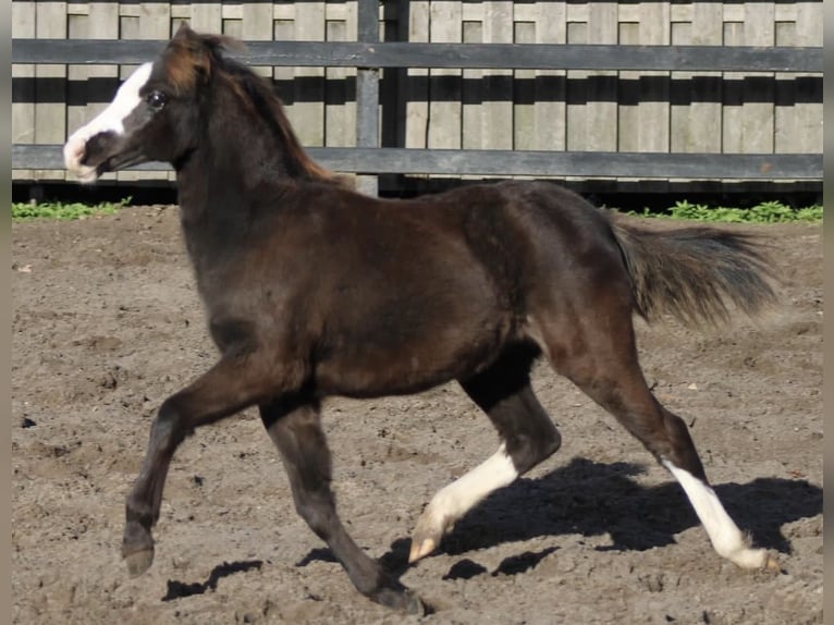 Welsh A (Mountainponny) Sto 4 år Rökfärgad svart in Hengelo