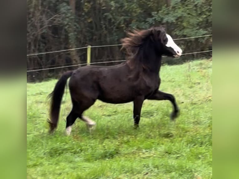 Welsh A (Mountainponny) Sto 4 år Rökfärgad svart in Hengelo