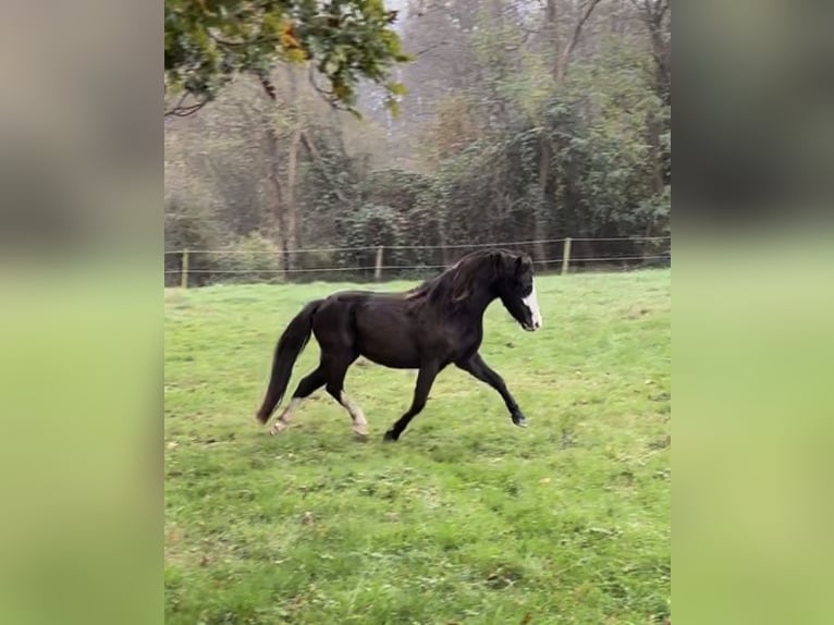 Welsh A (Mountainponny) Sto 4 år Rökfärgad svart in Hengelo