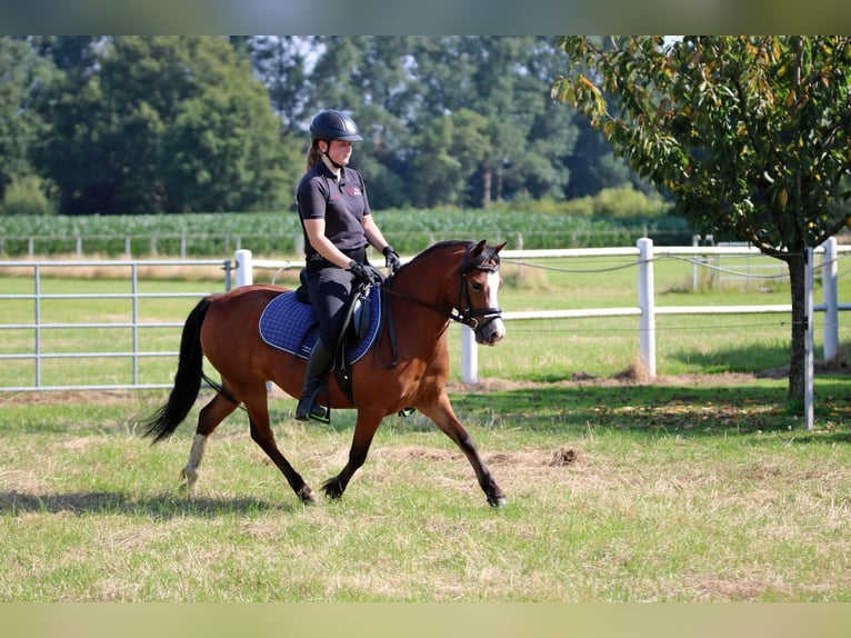 Welsh A (Mountainponny) Sto 5 år 121 cm Brun in Wildeshausen