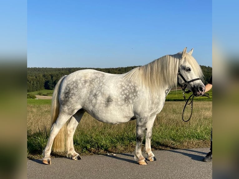 Welsh A (Mountainponny) Blandning Sto 6 år 114 cm Grå in Deuerling