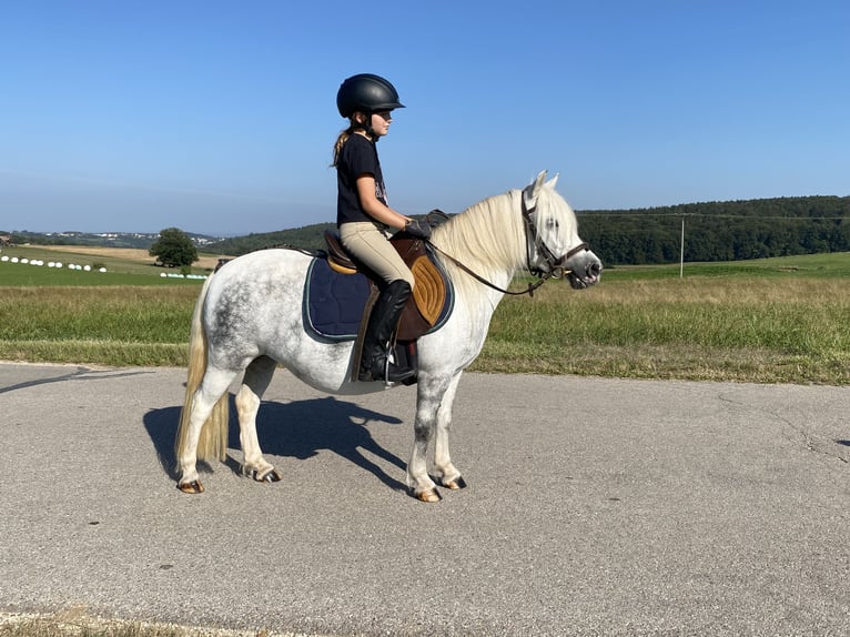 Welsh A (Mountainponny) Blandning Sto 6 år 114 cm Grå in Deuerling