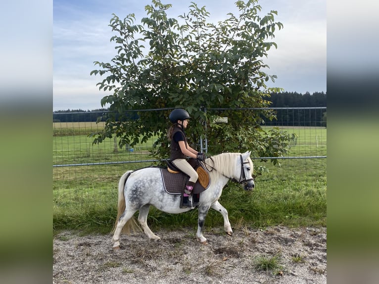 Welsh A (Mountainponny) Blandning Sto 6 år 114 cm Grå in Deuerling