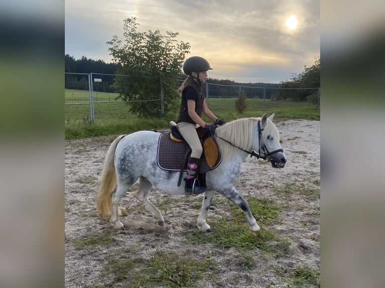 Welsh A (Mountainponny) Blandning Sto 6 år 114 cm Grå in Deuerling