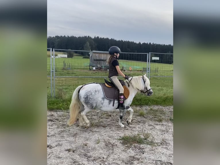 Welsh A (Mountainponny) Blandning Sto 6 år 114 cm Grå in Deuerling