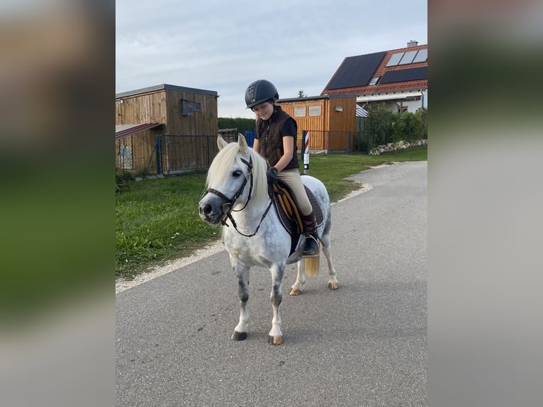 Welsh A (Mountainponny) Blandning Sto 6 år 114 cm Grå in Deuerling