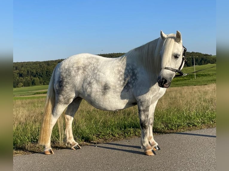 Welsh A (Mountainponny) Blandning Sto 6 år 114 cm Grå in Deuerling