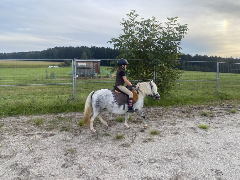 Welsh A (Mountainponny) Blandning Sto 6 år 114 cm Grå in Deuerling