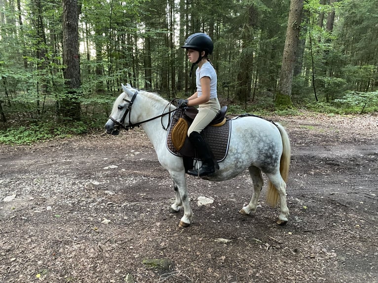 Welsh A (Mountainponny) Blandning Sto 6 år 114 cm Grå in Deuerling