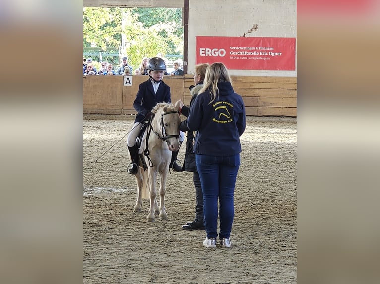 Welsh A (Mountainponny) Sto 6 år 115 cm Palomino in Meinhard