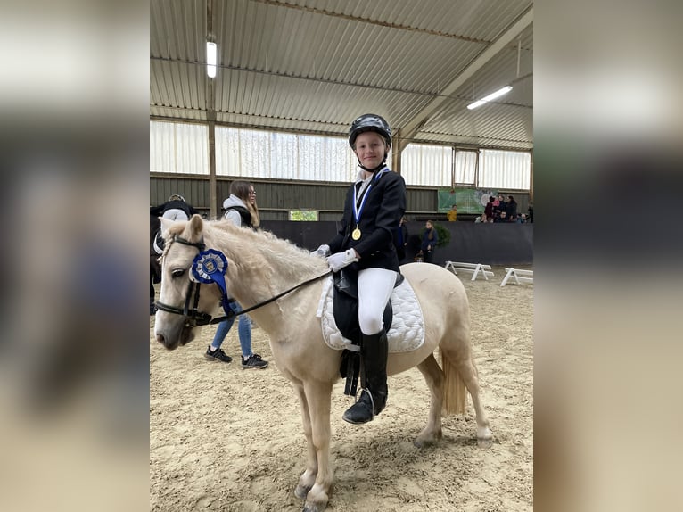 Welsh A (Mountainponny) Sto 6 år 115 cm Palomino in Meinhard