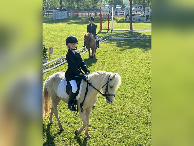 Welsh A (Mountainponny) Sto 6 år 115 cm Palomino in Meinhard