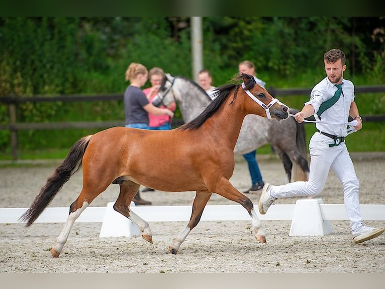 Welsh A (Mountainponny) Sto 6 år 120 cm Brun in Elim