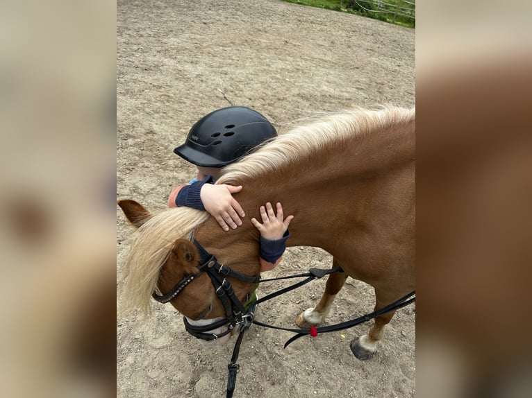 Welsh A (Mountainponny) Sto 7 år 120 cm in Blekendorf