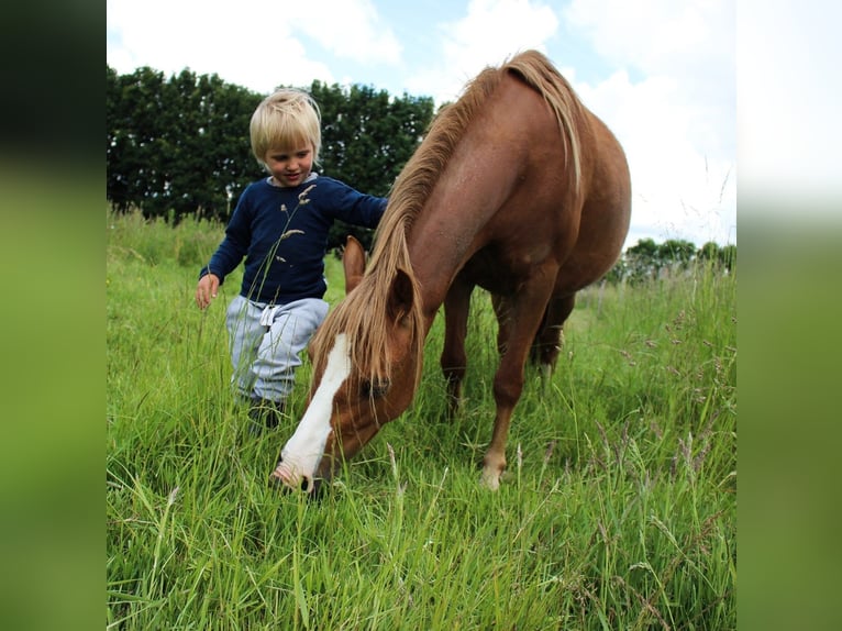 Welsh A (Mountainponny) Sto 8 år 120 cm fux in Erichem