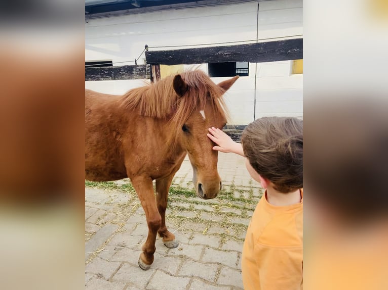 Welsh A (Mountainponny) Sto 8 år 120 cm fux in Köln