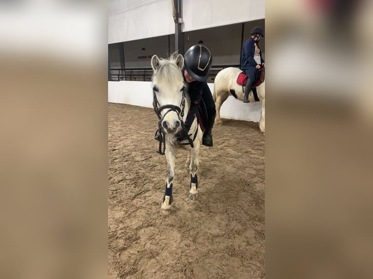 Welsh A (Mountainponny) Sto 8 år 124 cm Grå in Hijken