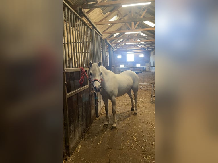 Welsh A (Mountainponny) Sto 8 år 124 cm Grå in Hijken