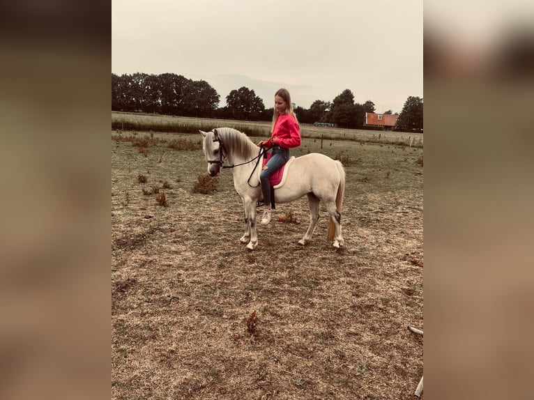 Welsh A (Mountainponny) Sto 8 år 124 cm Grå in Hijken