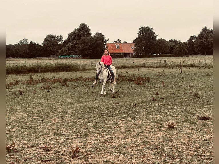 Welsh A (Mountainponny) Sto 8 år 124 cm Grå in Hijken