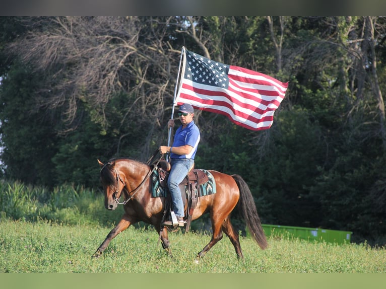 Welsh A (Mountainponny) Blandning Sto 8 år 140 cm Brun in Cambridge, IA